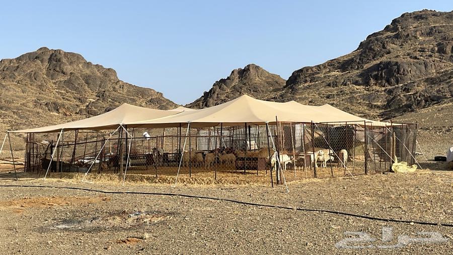 مظله للبيع عدد 264561754785411112