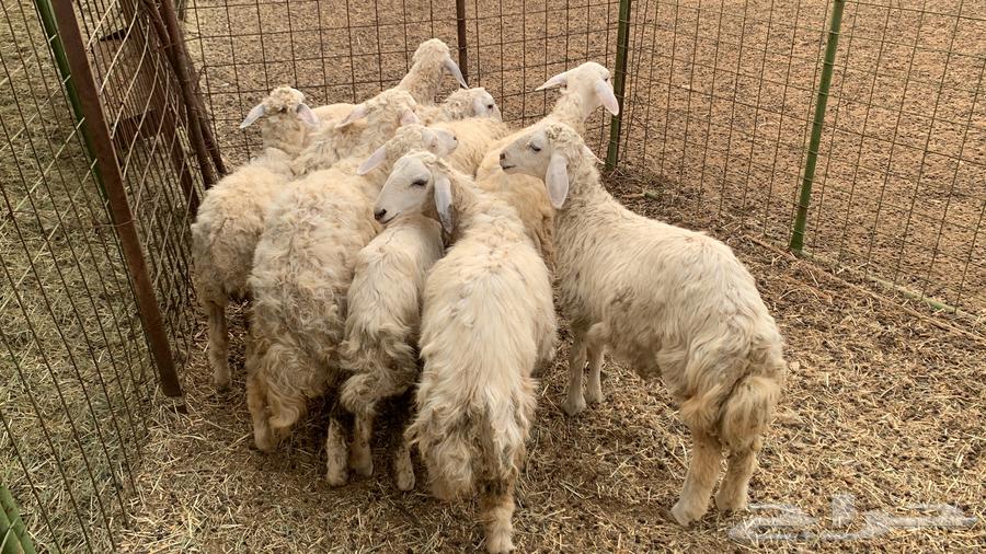 رخال حريه للبيع64560740057857113