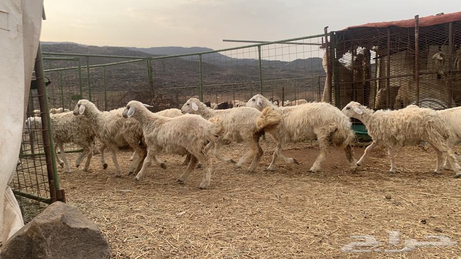 رخال حريه للبيع64560740057857111