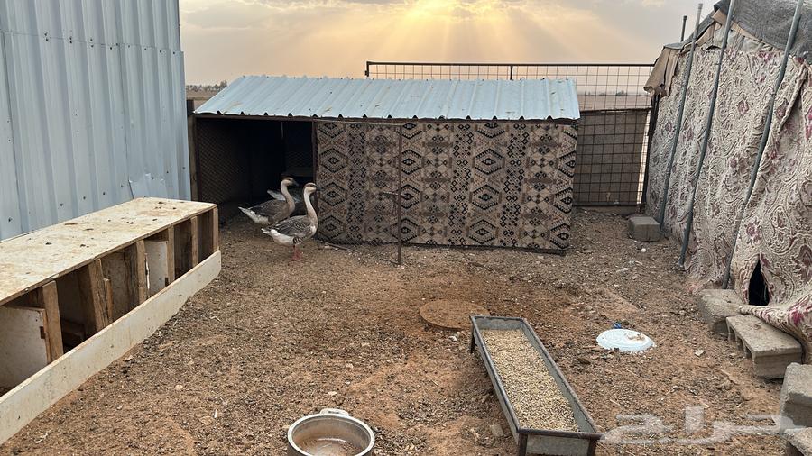 للبيع وز عراقي64559337541122110