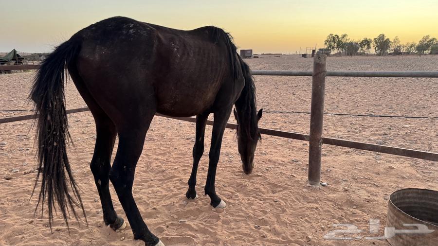 مهره انقليزيه64561967595267110