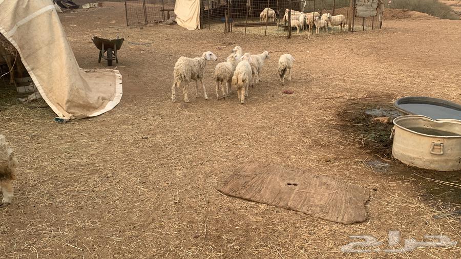 رخال حريه للبيع64560740057857112