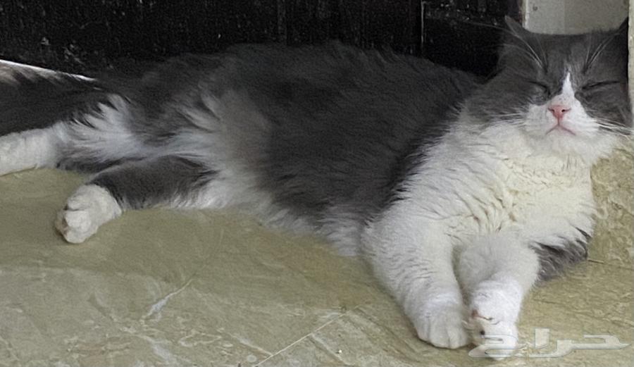 قط بيت اليف ولعب للبيع64556916924931112