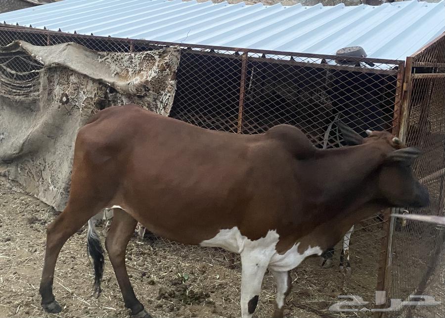 جاموسة و حسيلة للبيع64557685229059114