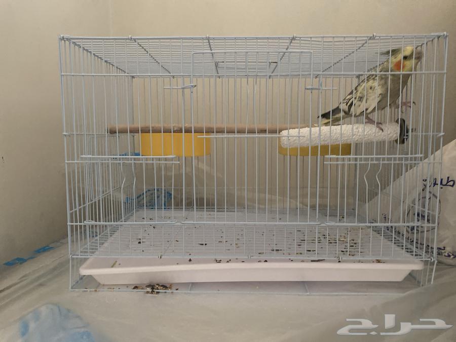 حيوان كروان64556973518082110