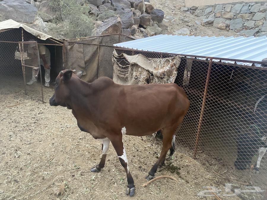 جاموسة و حسيلة للبيع64557685229059113