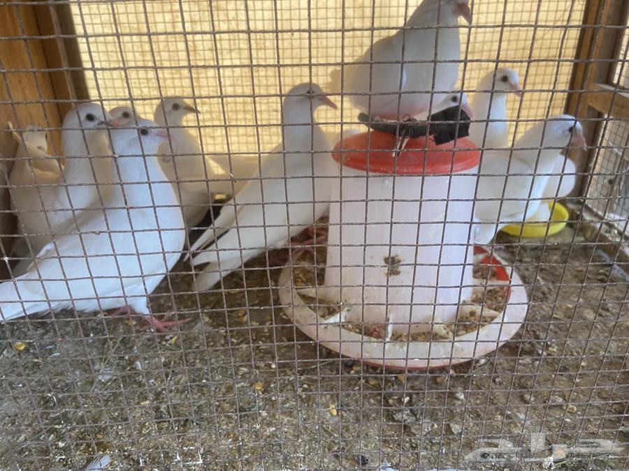 Pigeon or Dove64555138193027110