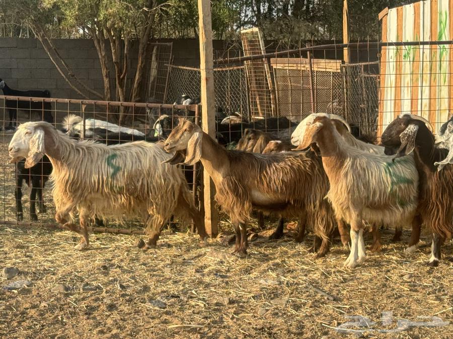 معزا مصريات دفيع وضريع. تم البيع64559729479042110