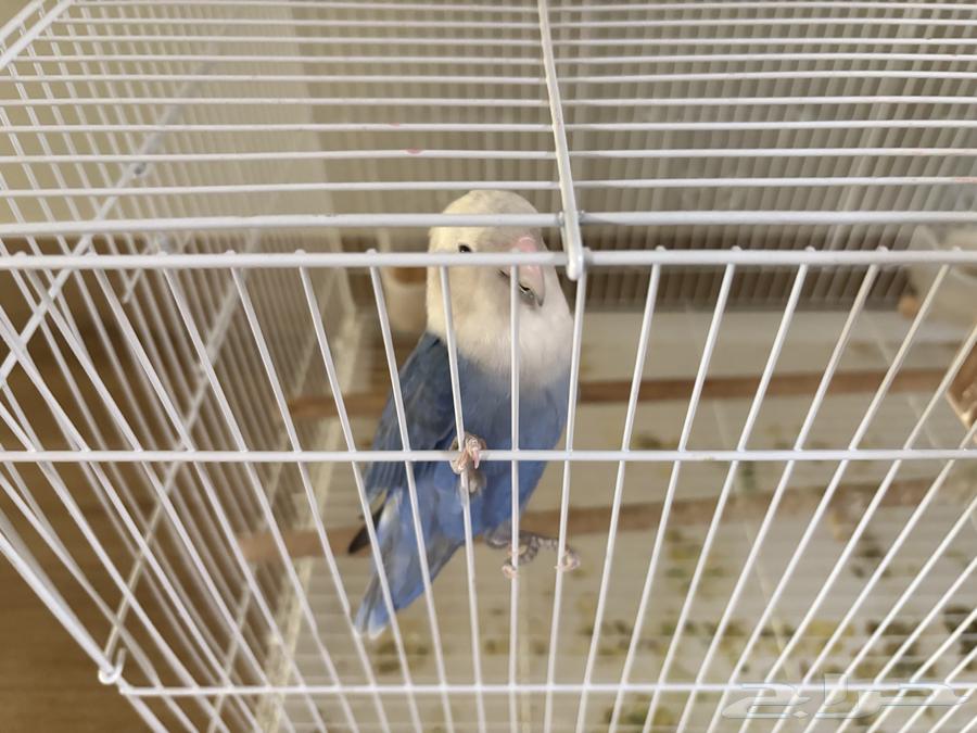 بسم الله ماشاءالله زوج روز منتج انت عندي قبل اربع مرات64556356961666111