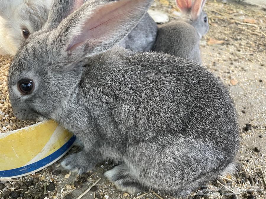 Rabbits64561207832066113