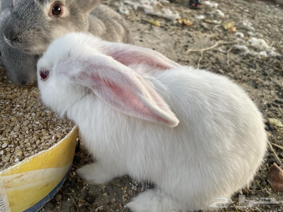 Rabbits64561207832066110