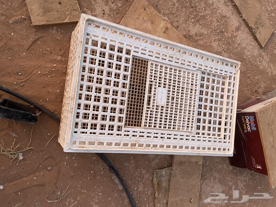 شبوك لنقل الطيور64558503032065111