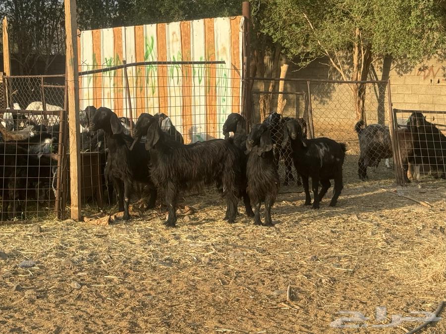 معزا مصريات دفيع وضريع. تم البيع64559729479042112