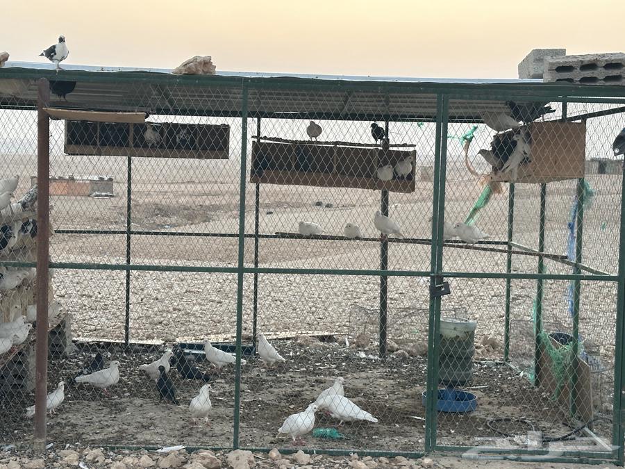 Pigeon coop with more French and local pigeons64559168567811114