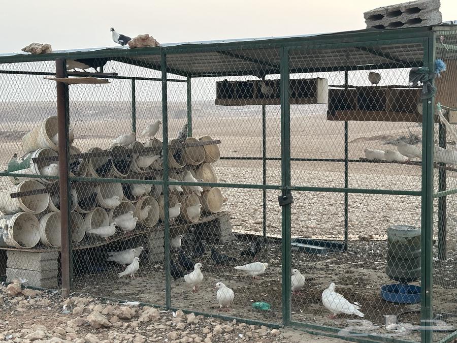 Pigeon coop with more French and local pigeons64559168567811111