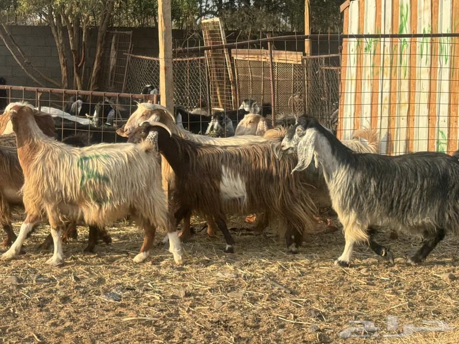 معزا مصريات دفيع وضريع. تم البيع64559729479042111