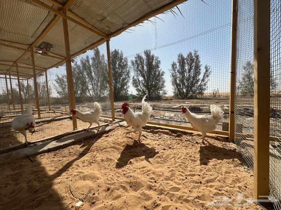 دجاج بياض (تركيات فواخر) ((تم البيع))64529263918210112