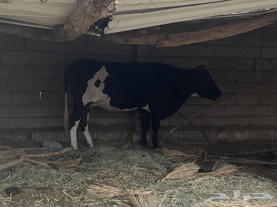 جاموسة و حسيلة للبيع64557685229059110