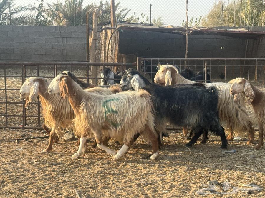 معزا مصريات دفيع وضريع. تم البيع64559729479042114