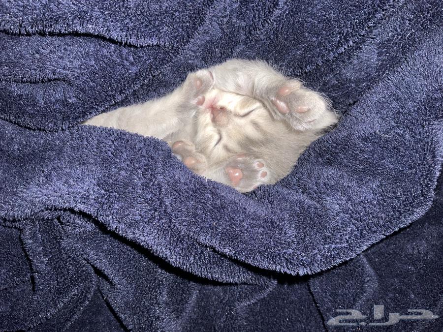 قطط للبيع ذكور وإناث64556240556674112