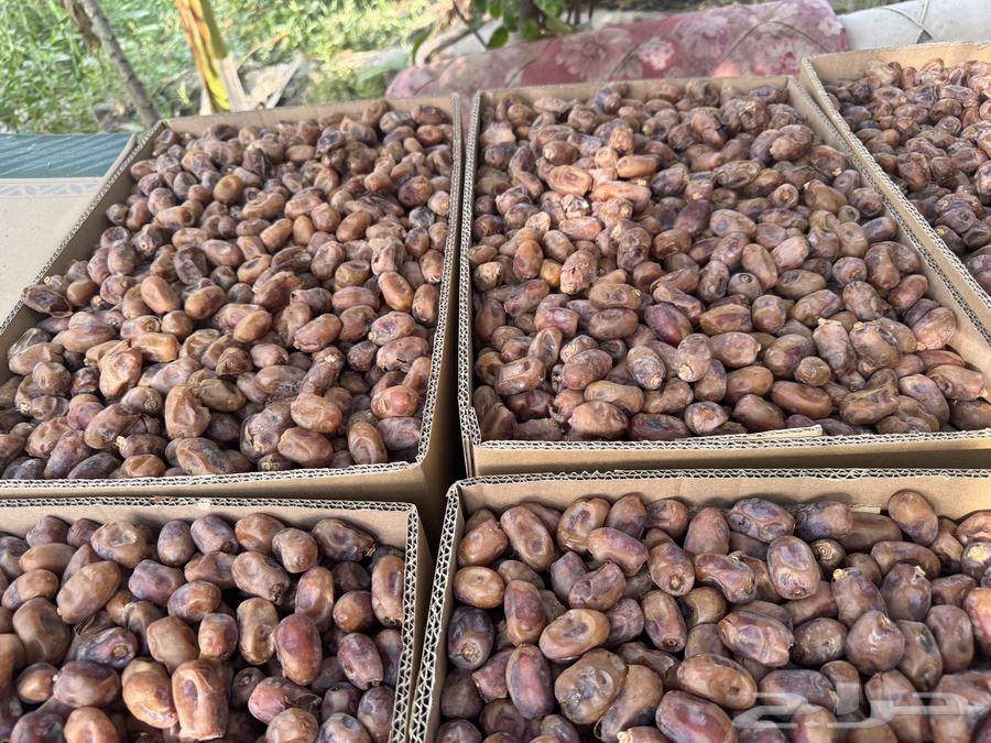 Tamar Khalas64555885370113113