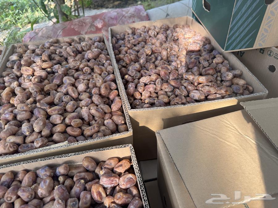 Tamar Khalas64555885370113114