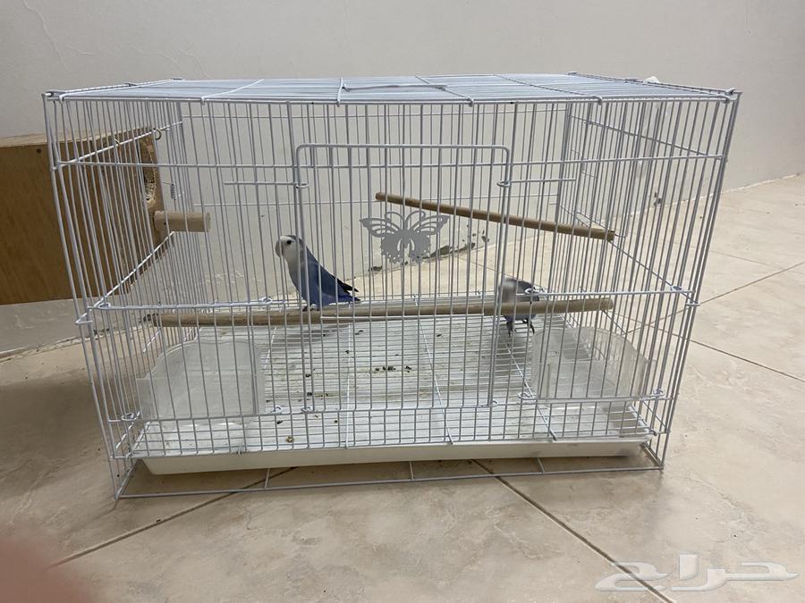 Tayr Roz64562123979267110