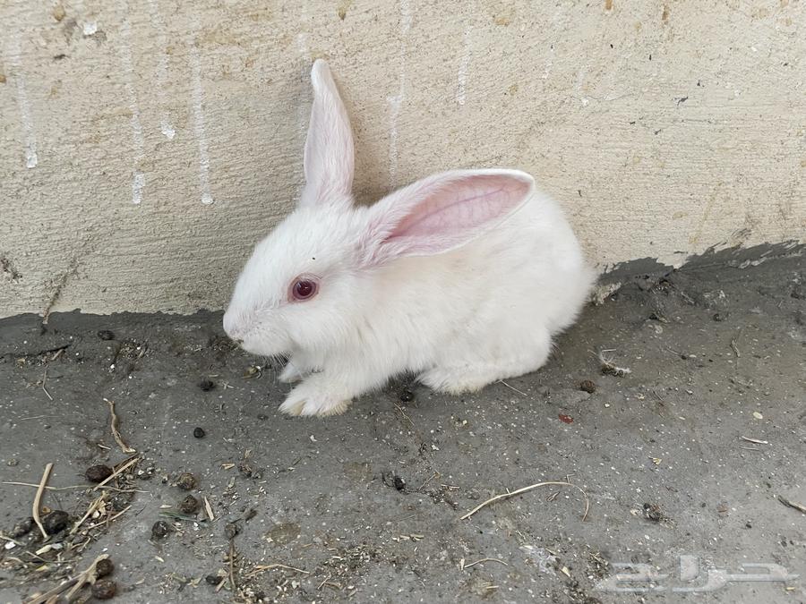 Rabbits64561207832066112