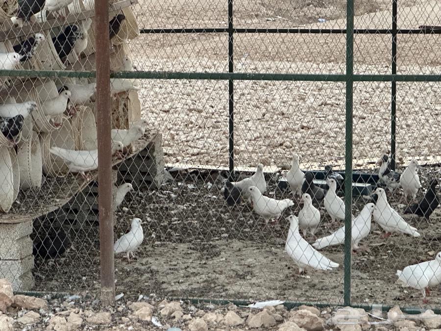 Pigeon coop with more French and local pigeons64559168567811112