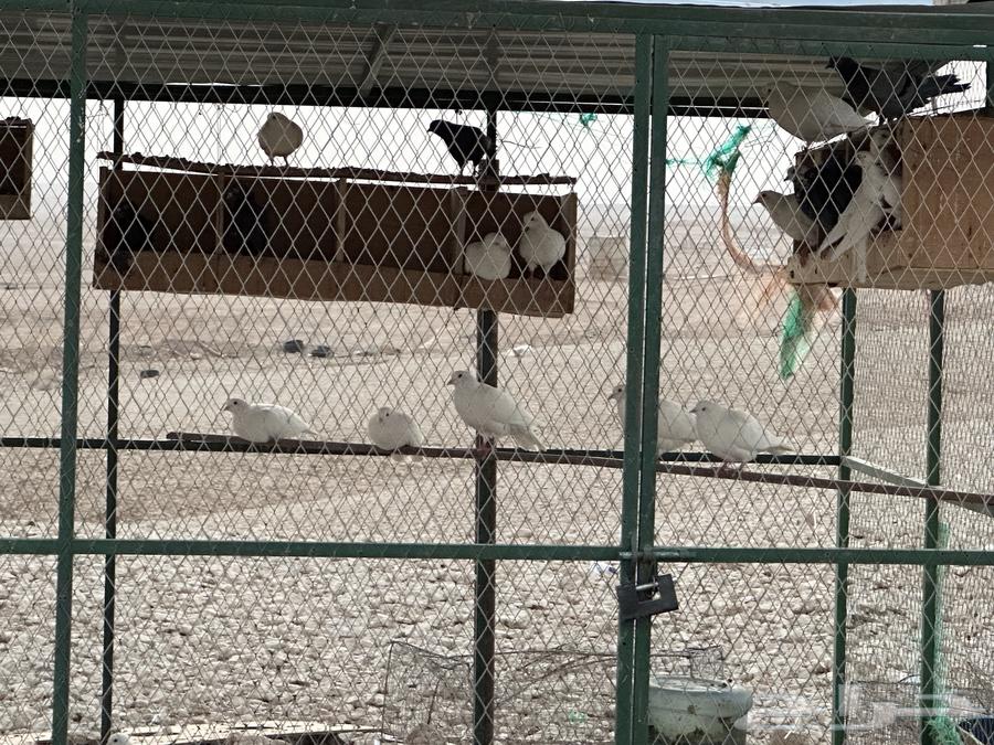 Pigeon coop with more French and local pigeons64559168567811113