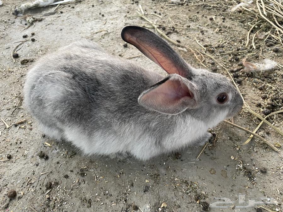 Rabbits64561207832066111