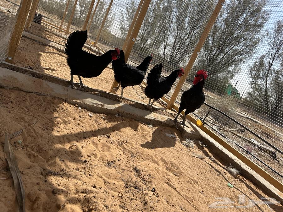 دجاج بياض (تركيات فواخر) ((تم البيع))64529263918210111