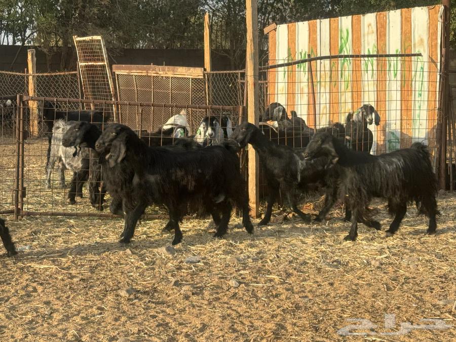 معزا مصريات دفيع وضريع. تم البيع64559729479042113