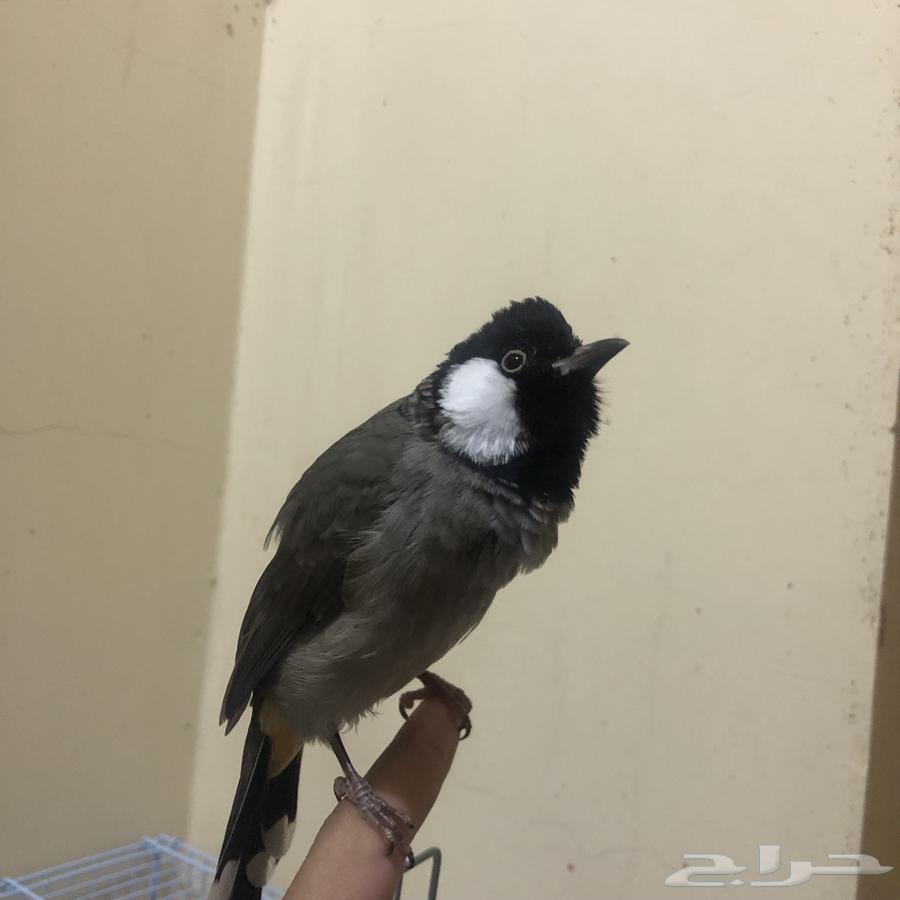 بلبول تربيه64557447383555110