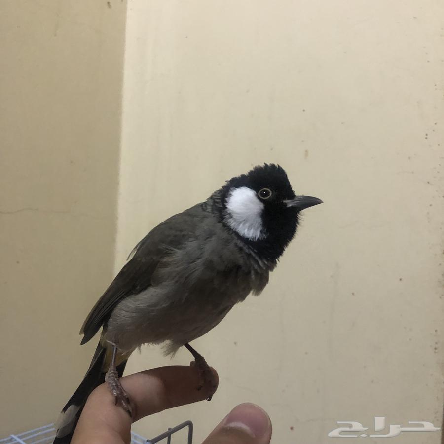 بلبول تربيه64557447383555111