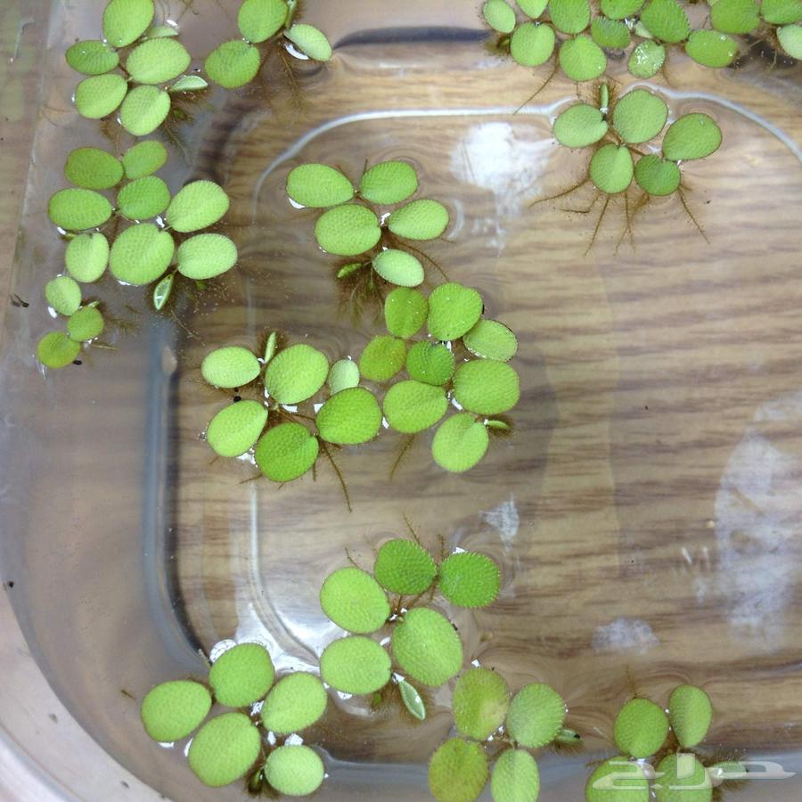 نبات طافي سالفينيا لحوض السمك64554314686338110