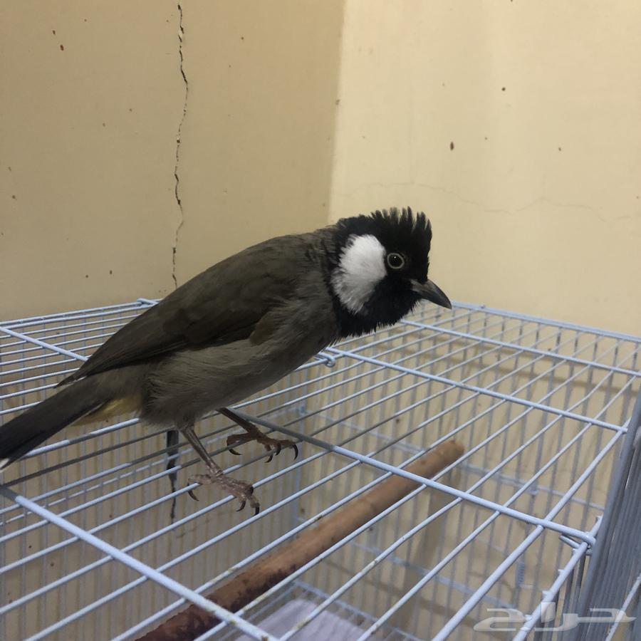 بلبول تربيه64557447383555112