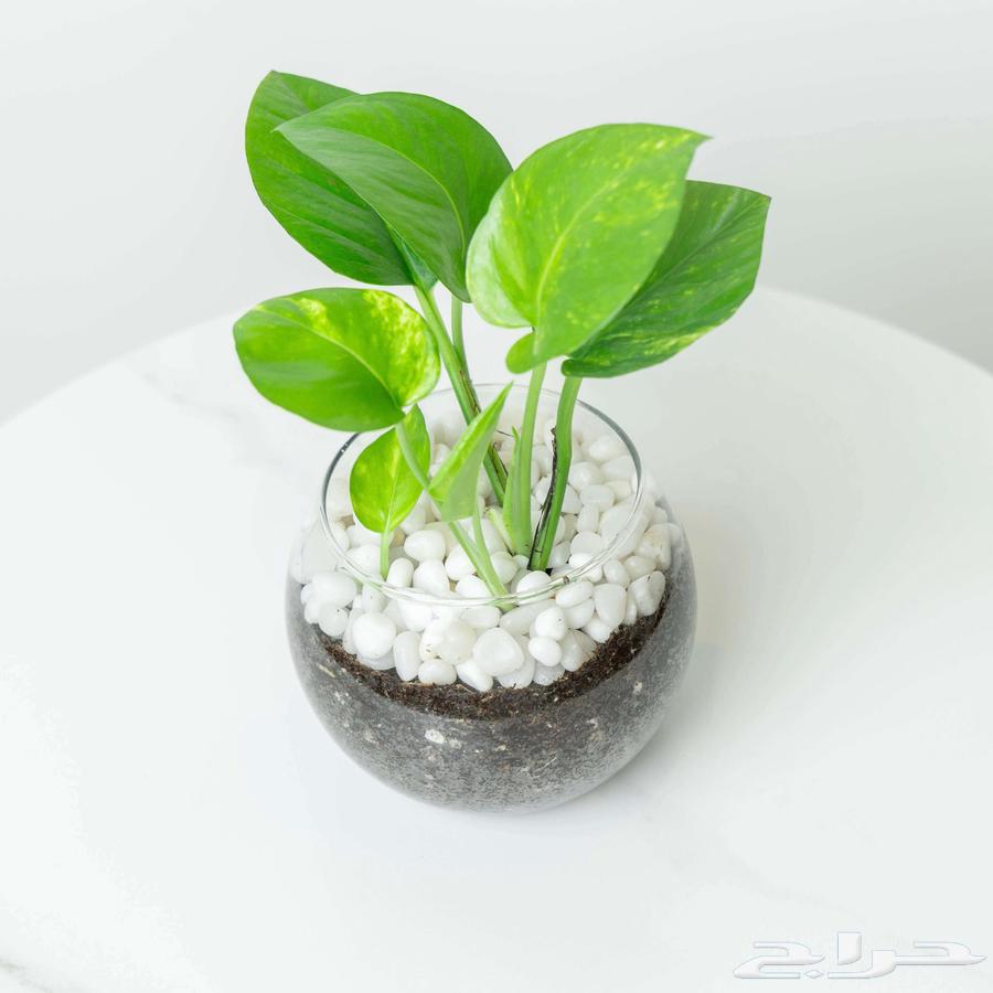 هدايا نبات البوتس الهولندي64555222066562113