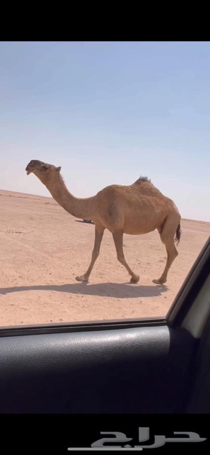 للبيع لقحه حمرا ملاقي كفووو64559687801731110