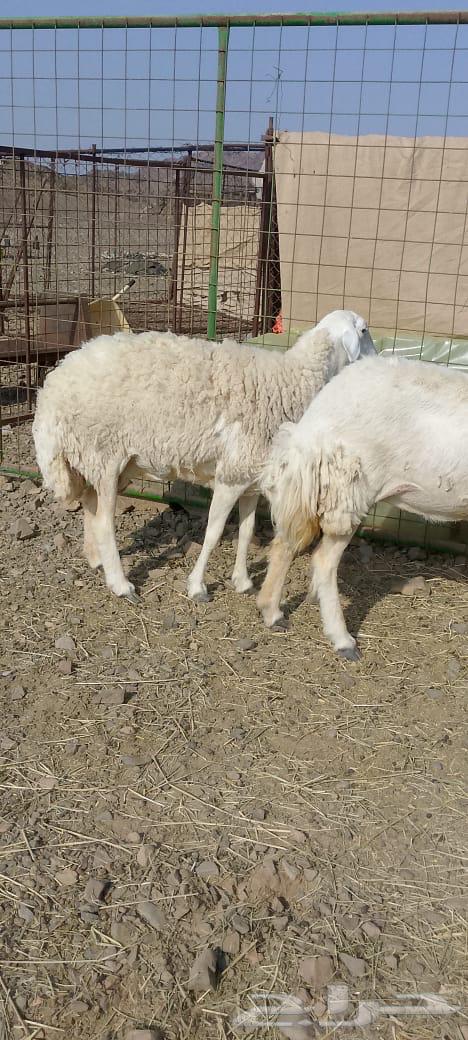 Rakhel Harish (( Sold ))64556226502403113