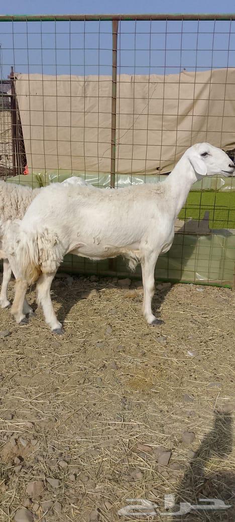 Rakhel Harish (( Sold ))64556226502403112