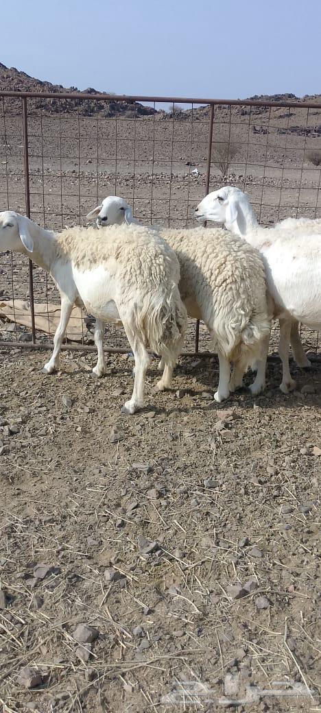 Rakhel Harish (( Sold ))64556226502403110