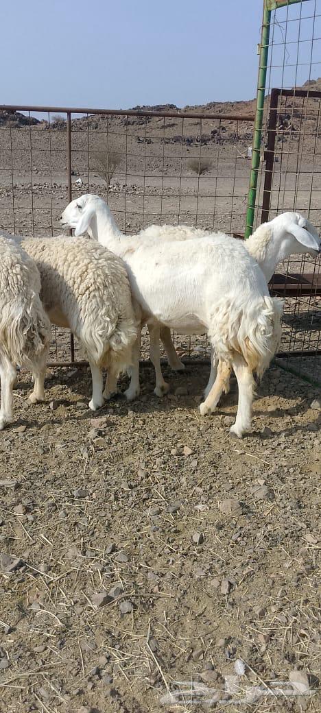 Rakhel Harish (( Sold ))64556226502403111