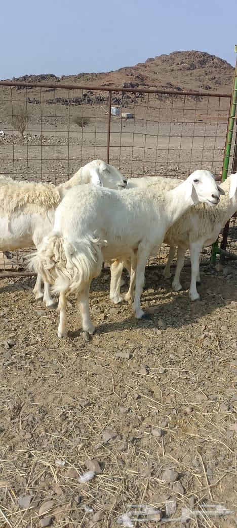 Rakhel Harish (( Sold ))64556226502403114