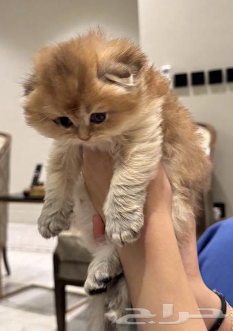 Scotch64560388694785111