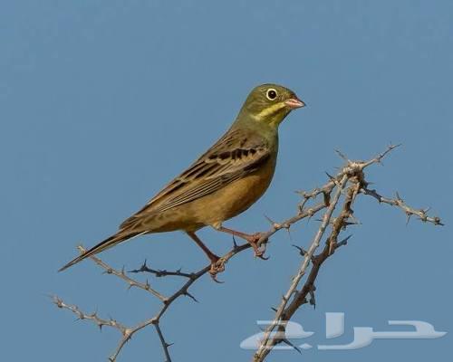 برابيز للبيع64557615183619110