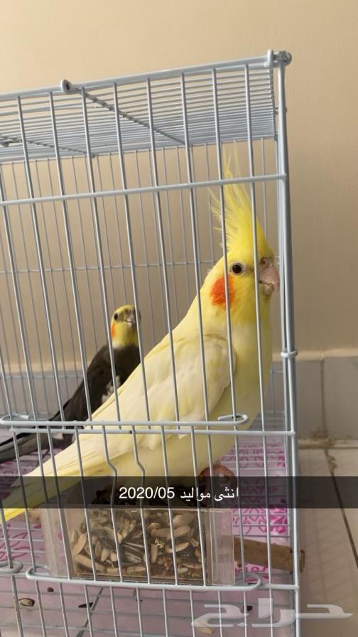 زوج كروان كوكتيل للبيع64557823830529111