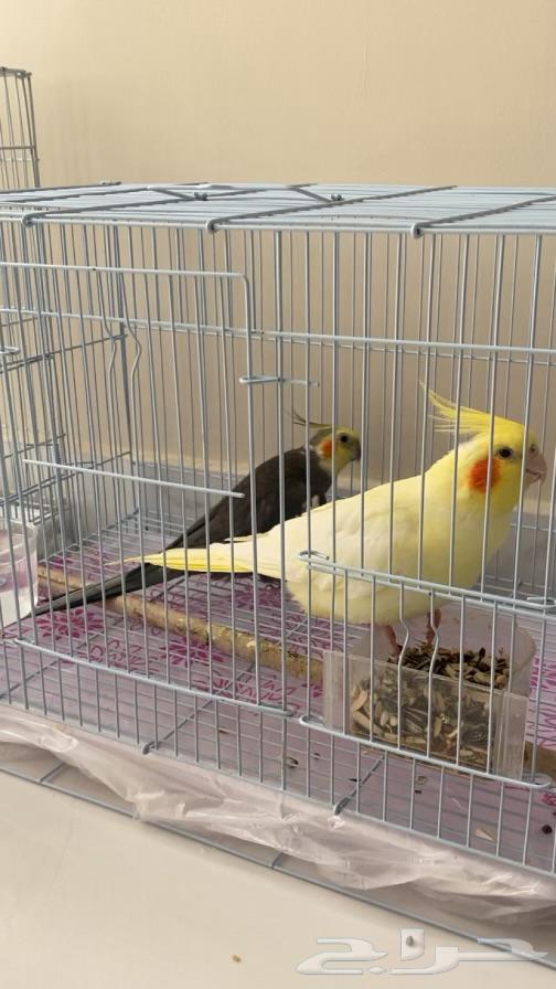 زوج كروان كوكتيل للبيع64557823830529114