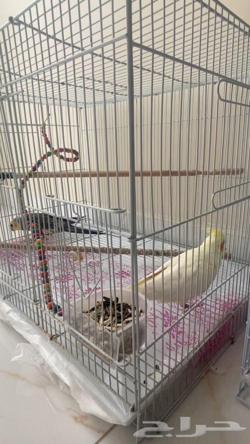 زوج كروان كوكتيل للبيع64557823830529113