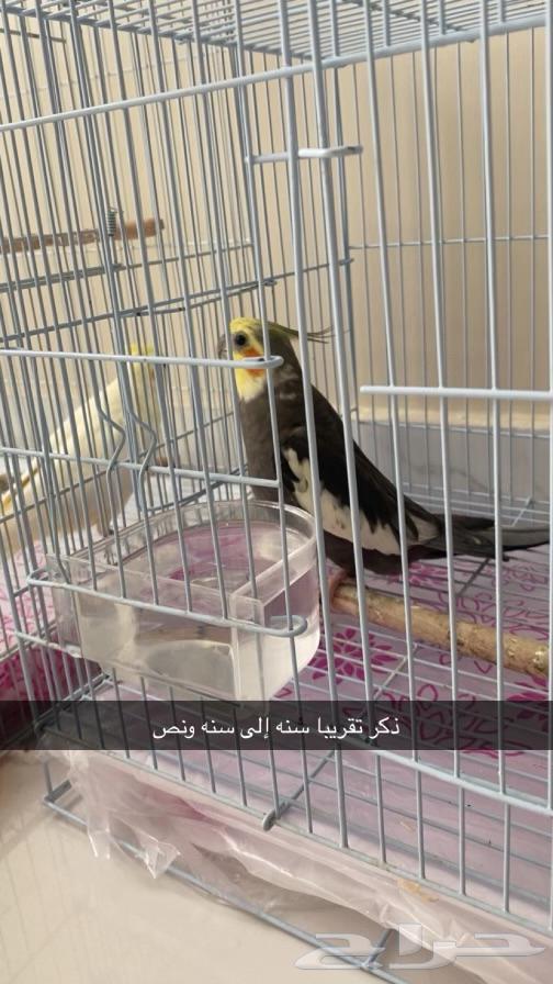 زوج كروان كوكتيل للبيع64557823830529110